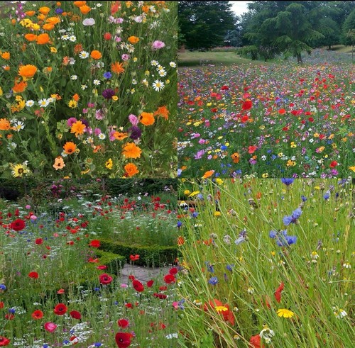 Wildflower Seed Mix 1kg Attracts Bees & Butterflies, Easy to Grow! GREEN FINGERS - Picture 5 of 6