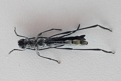 D4546. Insects, Cerambycidae: Necydalis sp. Vietnam North | eBay