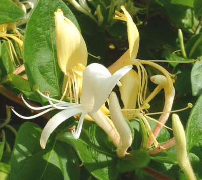 Lonicera japonica seeds Japanese honeysuckle golden silver graines semillas  | eBay