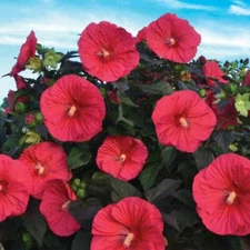 20 Dark Red Hibiscus Seeds Flowers Flower Seed Perennial Bloom US SELLER