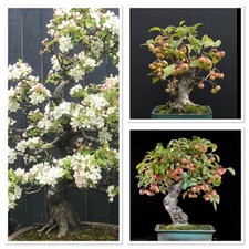 Crab Apple bonsai starter tree! 2-3years old! Starting to branch. Hardy easy