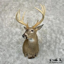 #29044 P | Whitetail Deer Taxidermy Shoulder Mount For Sale