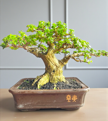 Live Bonsai Premna Microphylla smal plant Tree old