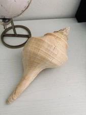 Huge Shell Syrinx Aruanus Linne Australian Trumpet 1972 Seashell 14" Sea Shell