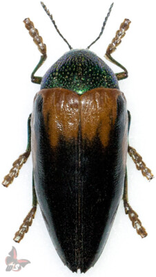 タンザニアのタマムシ　Sternocera tricolor タンザニアのタマムシ Sternocera tricolor Sternocera tricolor ssp