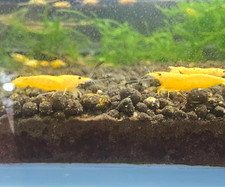 10 1 Live Golden Dust Aquarium Shrimp Neocaridina Easy Care