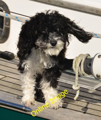 Foto 12x8 Der Schiffshund Ardrishaig bewacht eine der privaten Yachten um 2012