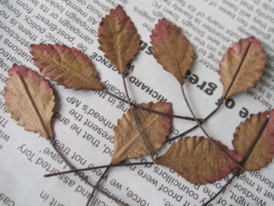 100 Rosenblätter Herbstbraun 14 mm breit Drahtstiel Maulbeere Papier Basteln R3B