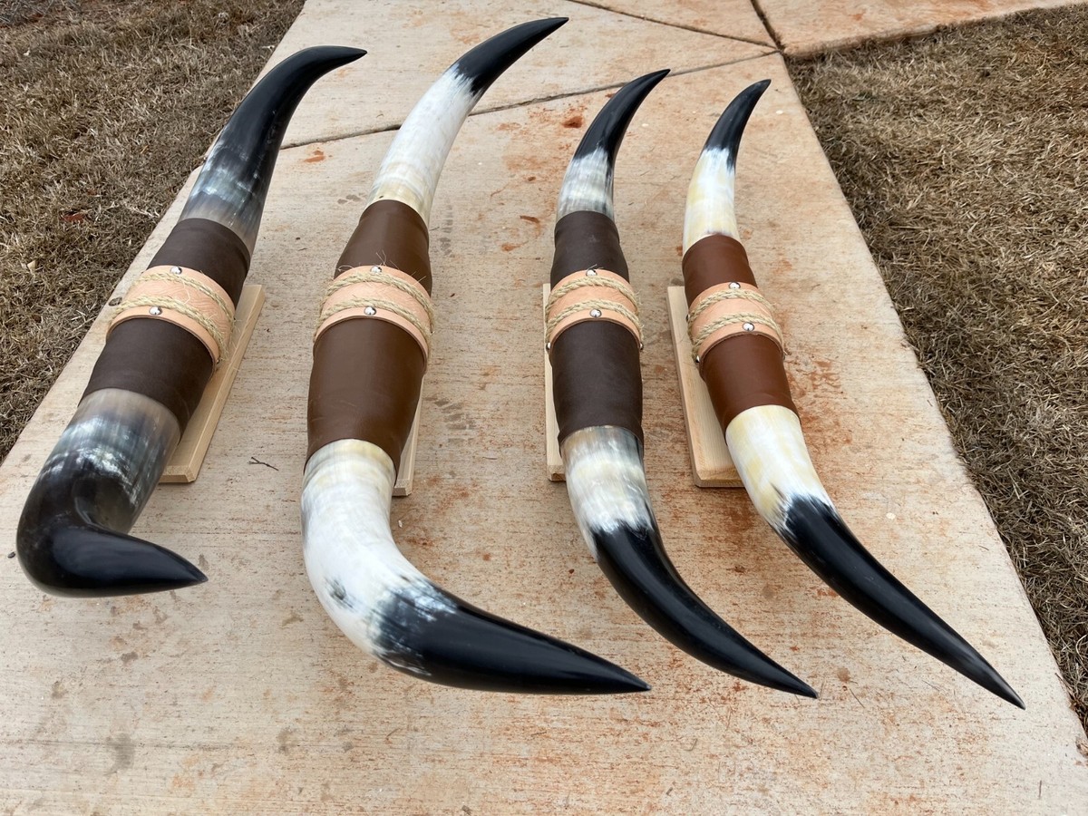 MOUNTED STEER HORNS (ONE ONLY) 29