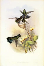 1990 Vintage HUMMINGBIRD #224 "COLUMBIAN VIOLET EAR" LOVELY GOULD Art Lithograph