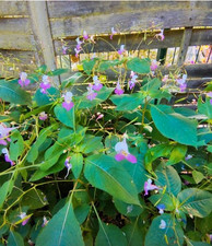 Graines Balsamine de Balfour, Fleur qui pètent