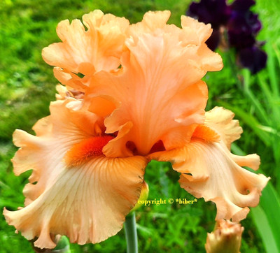 Hohe Schwertlilie *LUSCIOUS LIPS* Black Iris DUFT gr.Blüte Klimawandel-Gewinner