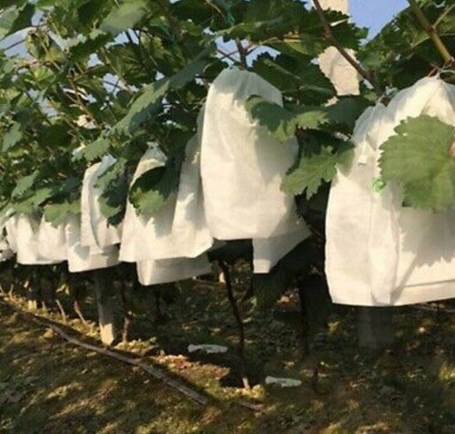 Trauben Schutz Taschen Mesh Netz Beutel Obst Insekten Mückennetz Absperrbeutel - Bild 13 von 13
