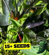 [PURPLE CAYENNE] *RARE* PEPPER SEEDS PACK OF 15+