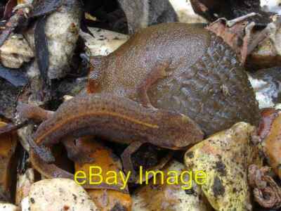 Photo 6x4 Palmate newt and black slug Newts are carnivorous but looking a c2008
