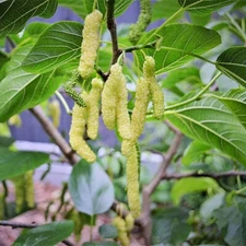 Morus macroura RARE WHITE PAKISTAN LONG MULBERRY Tree Seeds