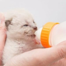 15 Pcs Pet Feeding Bottle Nipple, Baby Cat Milk Nipples Dog Silicone Nipple F...