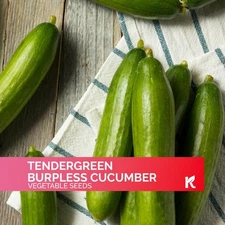 30 Tendergreen Burpless Cucumber Seeds for Planting
