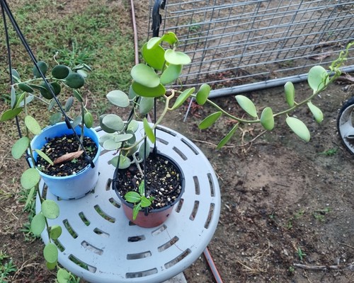 XEROSICYOS DANGUYI, SILVER DOLLAR VINE