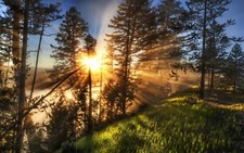 Landscape nature sun rays mist trees green grass path Custom Gaming Mat Desk