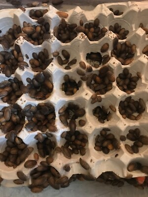 Small Dubia roaches, Medium Dubia roaches, Large Dubia roaches LAG Free shipping