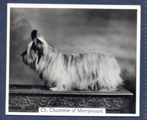 SKYE TERRIER - Original CHAMPION DOGS 1930's Photographic Cigarette Card