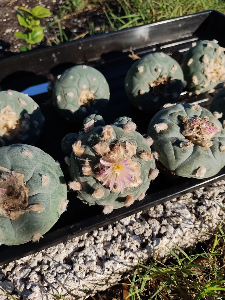  Cactus raros. Semilla cultivada, floración y fructificación Foto 3 de 4