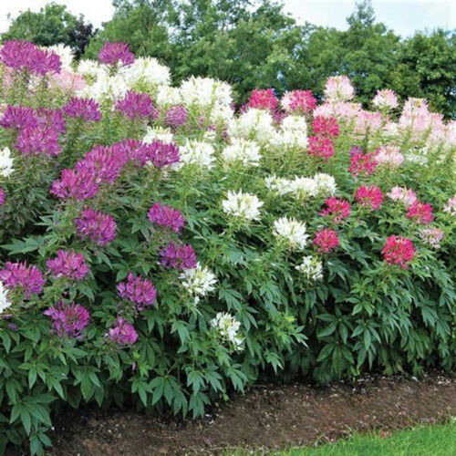 Cleome MIXED COLORS Spider Plant FALL PLANTING Pollinators Non-GMO 100 Seeds - Afbeelding 1 van 3