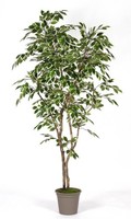 Artplants Kunst Birkenfeige Basilio, EchtstäMme, GrüN-Weiß, 150Cm