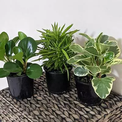 ガムツリーアデレード屋内植物