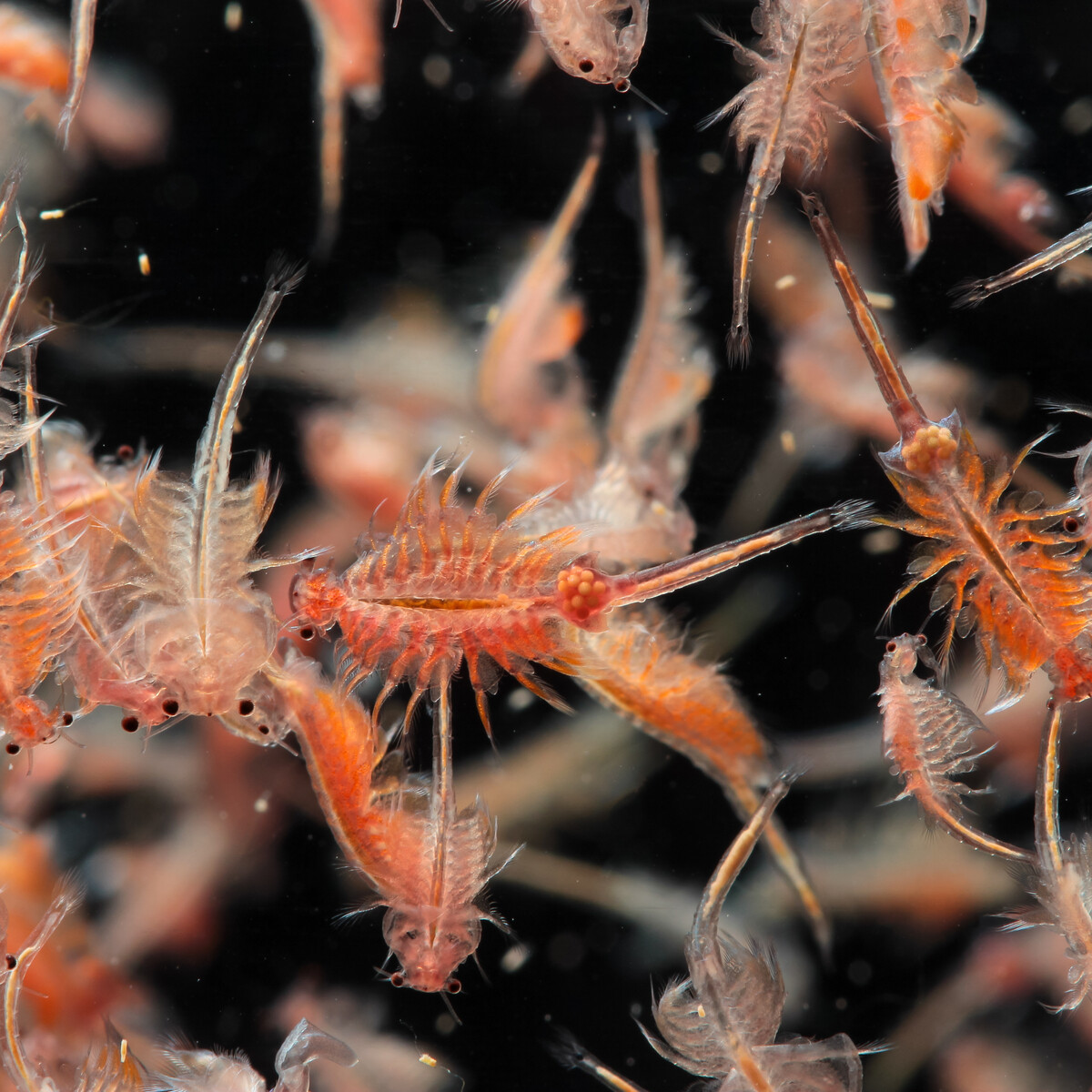 Live Brine Shrimp (Artemia Franciscana) – 50 Count, Live Food For Tropical Fish, All Water Types