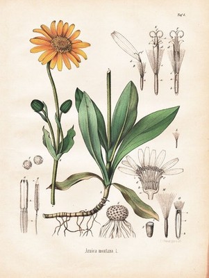 Arnica montana Arnika wolf's bane Botanik botany Lithographie Berg Schmidt 1890