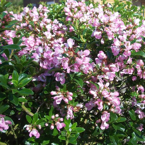 Escallonia 'Apple Blossom' Hardy Evergreen Flowering Potted Outdoor Garden Shrub - Picture 2 of 18
