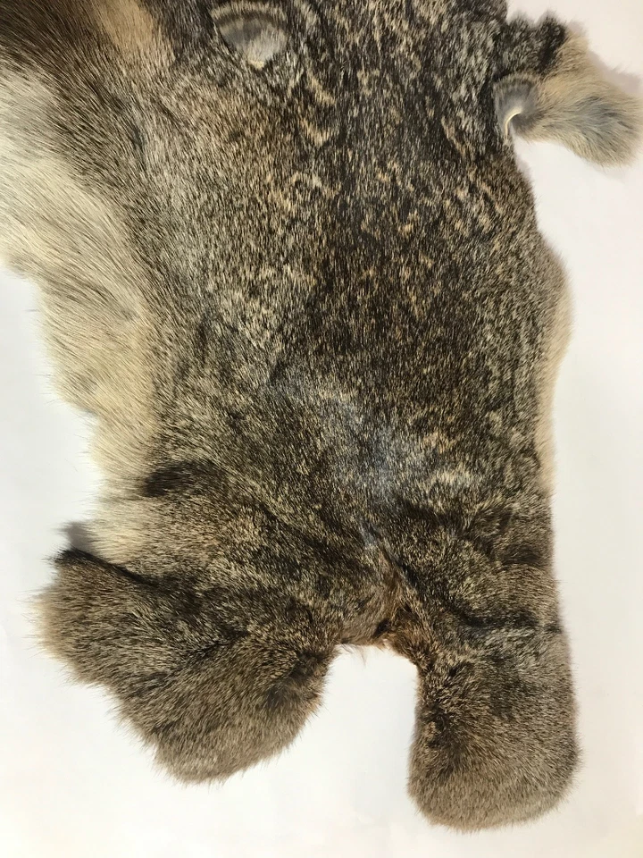 Piel de conejo piel taxidermia diseño interior utilería Foto 3 de 4