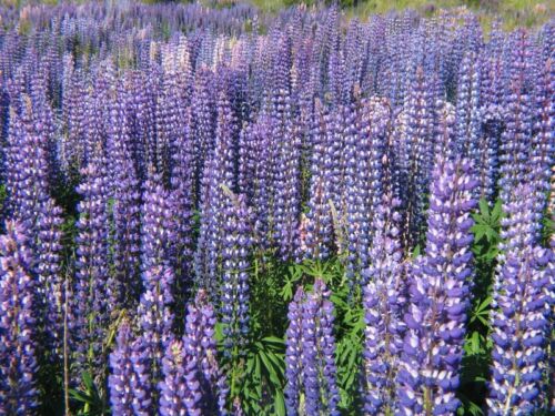 100 graines de lupin sauvage vivace Lupinus Perennis * ornemental * CombSH C57 - Photo 1/1