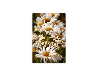 Sommer Blumen Margeriten Wiese Leinwandbild Wandbild Original 60 x 40 cm