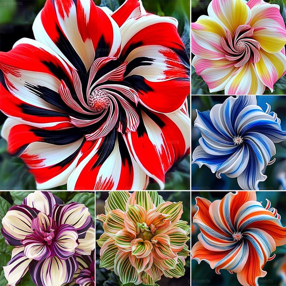 Hibiskusblumen Samen, Hochwertige Gartensamen Für Bunte Blüten, 1 Beutel