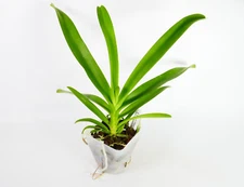 Vanda Orchid ~ Ascda. Kultana 'Brown' x V. Kultana Voiletta ~  4" Pot Bloom Size