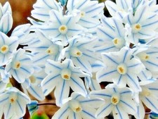 20 x PUSCHKINIA Libanotica