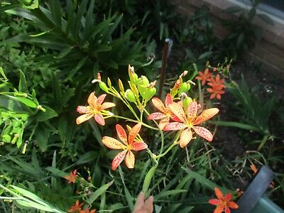 50  Fast, Showy, Hardy Perennial Seeds Leopard Lily Belamcanda chinensis