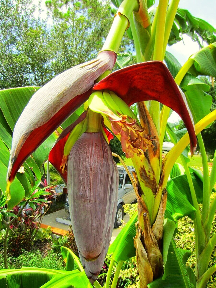 Musa 'Gran Nain' Banana Tree Live Plant LOWEST PRICE!