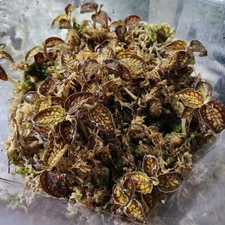 Cystorchis stenoglossa Rare Jewel Orchid Terrarium 1x Plant Only