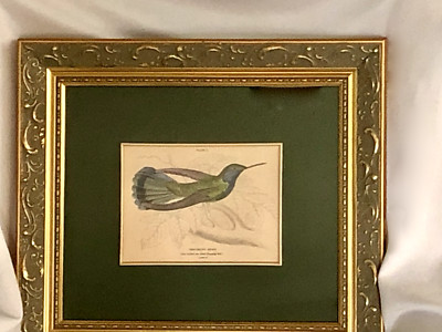 Antique Blue-Bellied Saw Billed Hummingbird Framed Print  by Lizars & Jardine