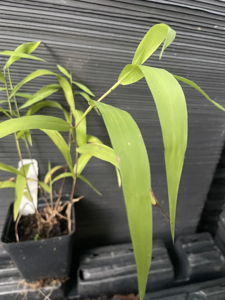 Avena del Mar del Norte Foto 4 de 4