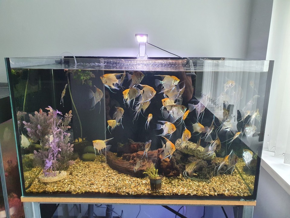 KOI ANGELFISH/ zebra** TROPICAL FISH eBay