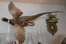 Flying Ringneck Pheasant Taxidermy Wall Art Wall Mount Bird Taxidermy Beautiful
