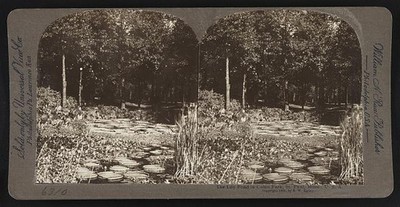 Photo:The lily pond in Como Park, St. Paul, Minn., U.S.A.