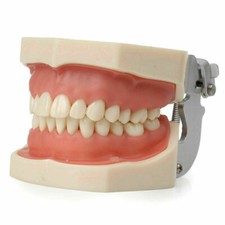 Kilgore Nissin Tipo Dentale Typodont Modello 200 con Dente Avvitabile Rimovibile 32Pz