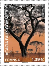 France - Acacia faux-gommiers