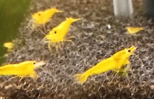 crevettes Yellow King kong en lot de 10+2